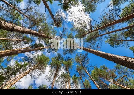 Kronen von hohen Kiefern im Wald Stockfoto