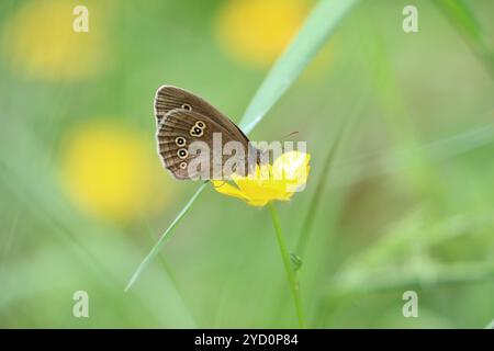 Ringelblumennektaring auf Buttercup - Aphantopus hyperantus Stockfoto