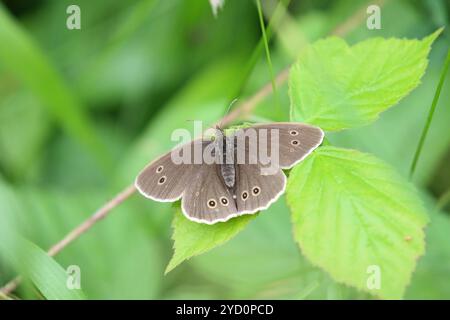 Ringelblume weiblich mit Ei - Aphantopus hyperantus Stockfoto