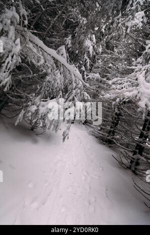 Ein einsamer Pfad mit frischem Schnee schlängelt sich durch einen ruhigen Wald, mit schneebedeckten Ästen, die eine ruhige Atmosphäre schaffen und die Schönheit hervorheben Stockfoto