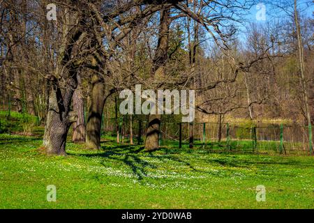 Sunny Spring Park urban. Wärmt im Park. Laub Blüten und das Gras ist grün. Russische Park. Mai. Stockfoto