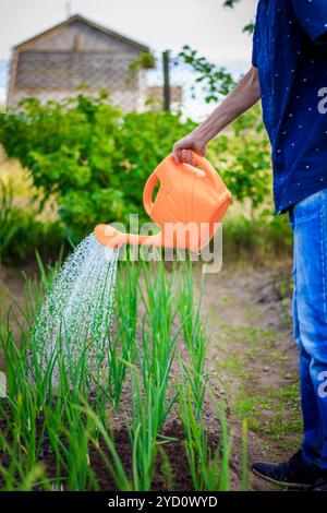 Die Bewässerung der Betten aus einer Gießkanne. Pflege der Betten. Die Pflege von Pflanzen. Wasser aus dem Luica. Wasserstrahl nach unten Stockfoto
