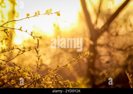 Zweig der Birke bei Sonnenuntergang im Frühjahr. Blühende birke Zweig. Stockfoto