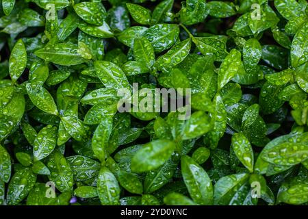 Wassertropfen auf den Blättern. Hintergrund grüne Blätter und Tropfen. Grünes Bild Stockfoto