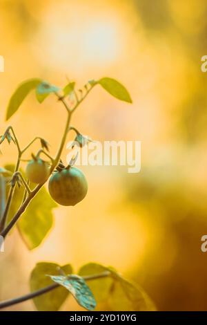 Kleine Balkontomaten. Tomaten auf dem Zweig. Kirsch Stockfoto