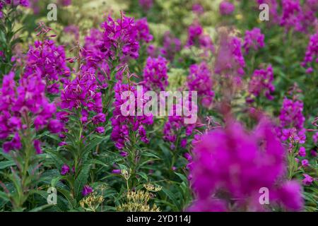 Bunte Wildblumen in Magenta blühen auf einem Wanderweg in Lofoten, Nordland. Dieser malerische Ort lädt Abenteurer ein, seine zu erkunden Stockfoto