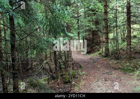 Ein friedlicher Feldweg schlängelt sich durch einen dichten nördlichen Hartholzwald in Oslo. Das lebhafte Grün der Nadel- und Laubbäume schafft eine ruhige Atmosphäre Stockfoto