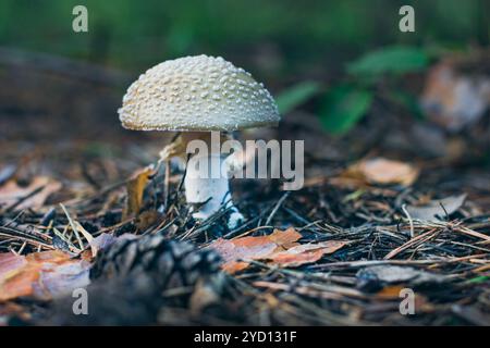 Amanita Pantherina, auch bekannt als Panther Cap, False Blusher und Panther Amanita: Heilung und Heilpilz im Wald. Kann für Mikrodosierung, spirituelle Praktiken und schamanische Rituale verwendet werden Stockfoto