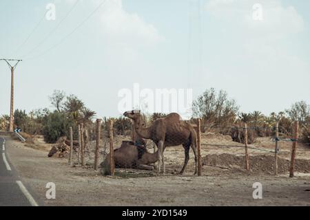 Zwei Kamele liegen neben einer Straße in der trockenen Sahara-Wüste Marokkos, umgeben von einer kargen Landschaft und Palmen unter hellem Himmel. Stockfoto