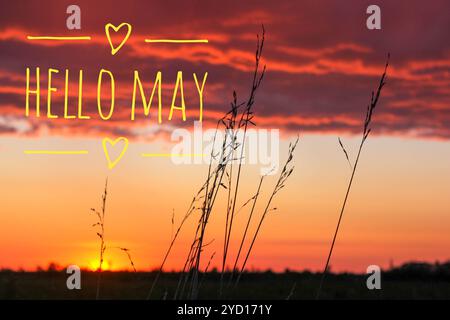 Banner Hallo Mai. Wir begrüßen den neuen Monat. Bild mit Blumen. Text auf einem Hintergrund von Blumen. Stockfoto