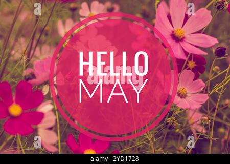 Banner Hallo Mai. Wir begrüßen den neuen Monat. Bild mit Blumen. Text auf einem Hintergrund von Blumen. Stockfoto