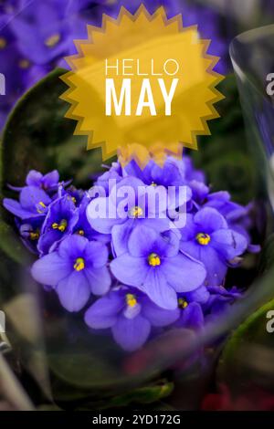 Banner Hallo Mai. Wir begrüßen den neuen Monat. Bild mit Blumen. Text auf einem Hintergrund von Blumen. Stockfoto