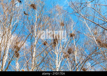 Vogelnester auf die Äste vor blauem Himmel Stockfoto