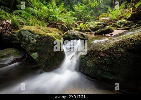 Sich drehender Wasserfall in üppigem Wald Stockfoto