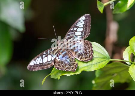 Blauer Clipper-Schmetterling, Parthenos sylvia, gefunden in Süd- und Südostasien Stockfoto