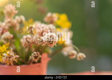 Blumenstrauß aus Wildblumen in einem eisernen Eimer. Wunderschöne Sommerwildblumen. Blumen in einem Eimer Stockfoto