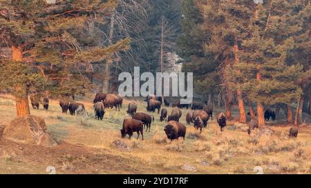 Eine Bisonherde aus dem Wald im Yellowstone-Nationalpark. Die warme Farbe ist auf Sonnenaufgangslicht zurückzuführen, das durch den Dunst von Waldfeuern filtert Stockfoto