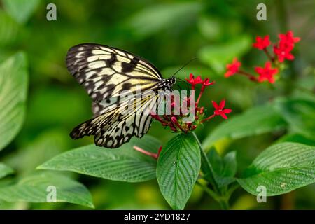 Large Tree Nymphe, Idee Leuconoe, Schmetterling Stockfoto