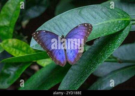 Menelaus blauer Morpho-Schmetterling, gefunden in Mittel- und Südamerika Stockfoto