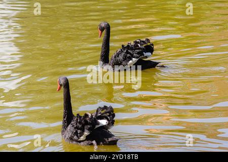 Zwei schwarze Schwäne schwimmen in einem Teich. Vogel Stockfoto