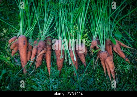 Eine Karotte aus dem Garten ist ein Haufen, der auf dem Gras liegt. Hausgemachtes Gemüse. Gesunde Ernährung. Stockfoto