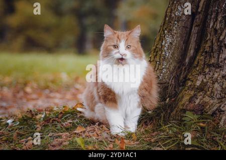 Rote flauschige Katze auf einem Spaziergang im Park. Gut gepflegte Katze für einen Spaziergang Stockfoto