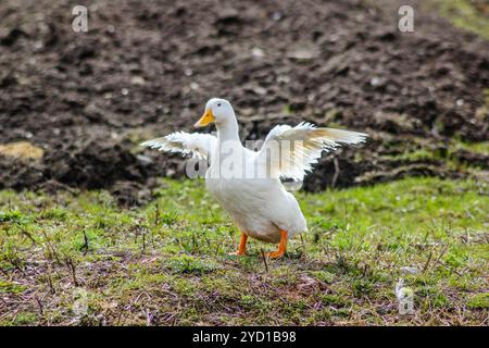 Gus spreizte seine Flügel aus. Gans, die auf dem Gras stehen Stockfoto