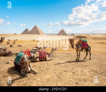 Kamele in der Sandwüste Stockfoto