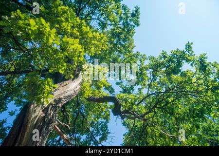 mächtige Eiche bis zum Sommer mit gebogenen Stamm Stockfoto