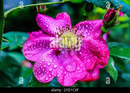 Hagebuttenstrauch mit Blumen. Rosafarbenes Hundelrose-Hip-Blume-Makro. Süße Hagebutte Stockfoto