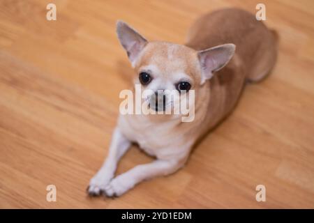 Heller Hund chihuahua auf Linoleum. Chihuahua sitzt auf dem Boden. Ein Haustier. Ein kleiner Hund. Stockfoto