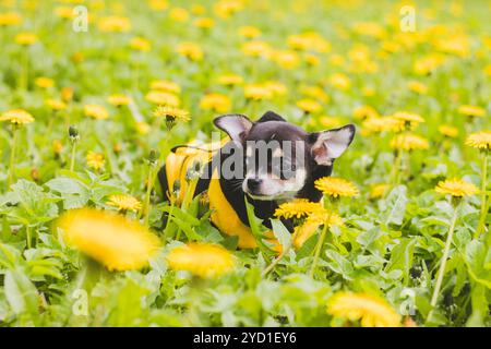 Chihuahua-Hund in Löwenzahn. Kleiner schwarzer Hund. Gelbe Blüten Löwenzahn. Hund im Löwenzahn. Stockfoto