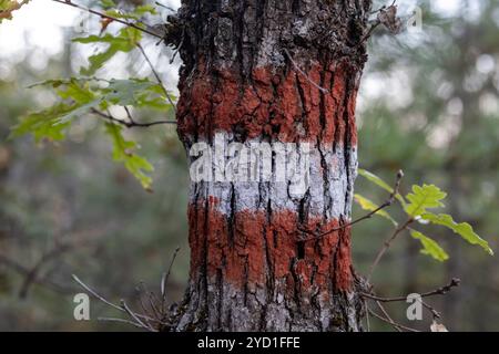 Wandermarkierungen auf den Wegen für Menschen zur Orientierung gemalt auf Baumrinde im Wald. Stockfoto