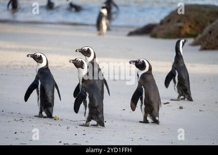 Boulders Beach Pinguine in Südafrika Stockfoto