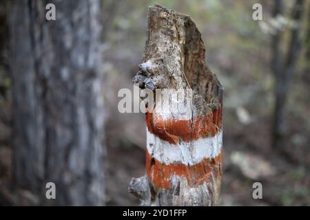 Wandermarkierungen auf den Wegen für Menschen zur Orientierung gemalt auf Baumrinde im Wald. Stockfoto