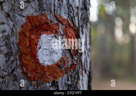 Wandermarkierungen auf den Wegen für Menschen zur Orientierung gemalt auf Baumrinde im Wald. Stockfoto