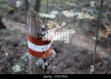 Wandermarkierungen auf den Wegen für Menschen zur Orientierung gemalt auf Baumrinde im Wald. Stockfoto