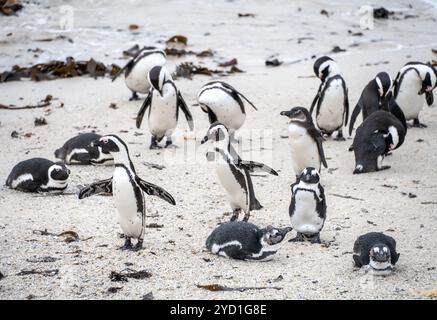 Kap-Pinguine zusammen am Boulders Beach in der Nähe von Simons Town, Südafrika Stockfoto