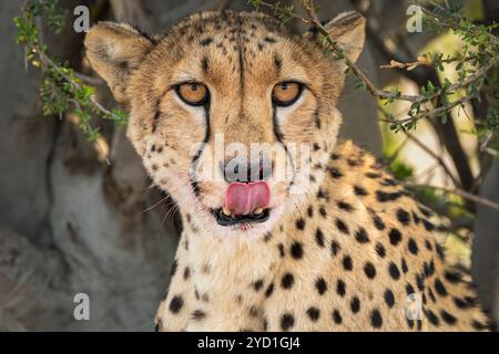 Weibliche Geparde, Acinonyx jubatus, Mashatu Game Reserve, Botswana Stockfoto