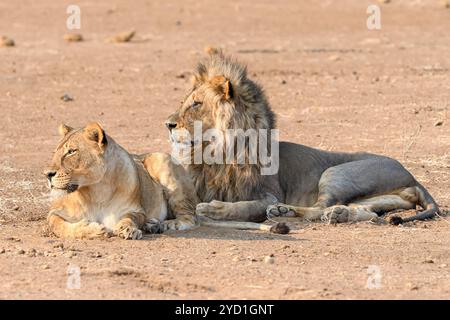 Mashatu Game Reserve, Botswana Stockfoto