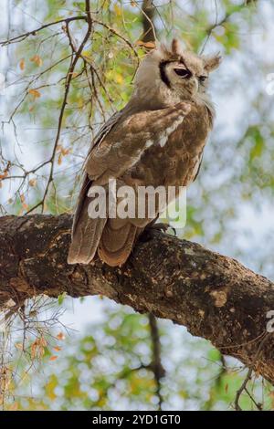 Uhu von Verreaux, Ketupa Lactea, Mashatu Game Reserve, Botswana Stockfoto