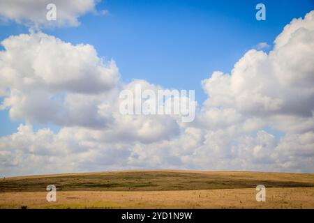 Russische Freiflächen. Krim. Feld. Russische Sommerlandschaften. . Gras und Himmel. Hintergrund Sommerlandschaft. Krimfelder Stockfoto