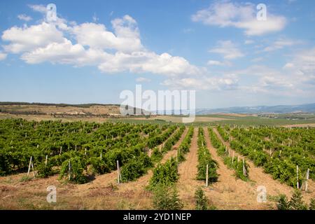 Weinberge im Flachland des Berges. Weinberge auf der Krim. Krim. Sommerlandschaft. Hintergrund Weinberge und Berge. Zurück Stockfoto