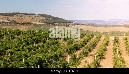 Weinberge im Flachland des Berges. Weinberge auf der Krim. Krim. Sommerlandschaft. Hintergrund Weinberge und Berge. Zurück Stockfoto