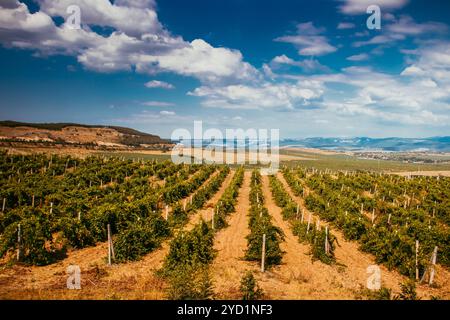 Weinberge im Flachland des Berges. Weinberge auf der Krim. Krim. Sommerlandschaft. Hintergrund Weinberge und Berge. Zurück Stockfoto