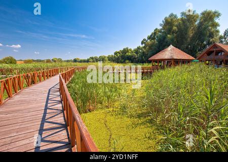 Kopacki Rit Marschen Naturpark mit Blick auf die Holzpromenade Stockfoto