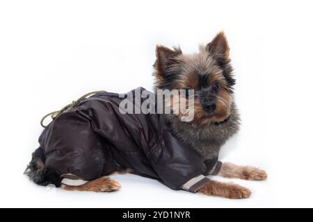 Yorkshire Terrierhund in einem Anzug auf weißem Hintergrund. Kleiner Hund isoliert auf weißem Hintergrund. Gescherte Hunde. Ein Haustier. Stockfoto