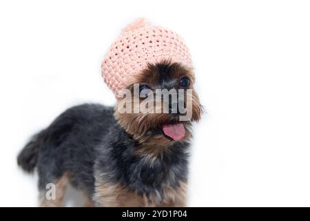 Yorkshire Terrier Hund in einem gestrickten Hut auf weißem Hintergrund. Kleiner Hund isoliert auf weißem Hintergrund. Gescherte Hunde. Ein Haustier. Stockfoto