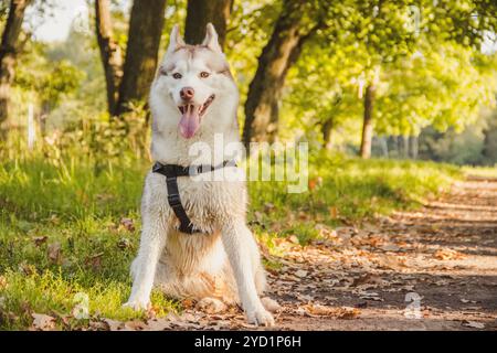 Junger Huskyhund für einen Spaziergang im Park im Herbst. Husky-Rasse. Leicht flauschiger Hund. Gehen Sie mit dem Hund. Hund an der Leine. Ein Haustier Stockfoto