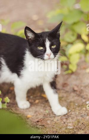 Traurige Straßenkatze. Einsame Katze sitzt und sieht aus Stockfoto